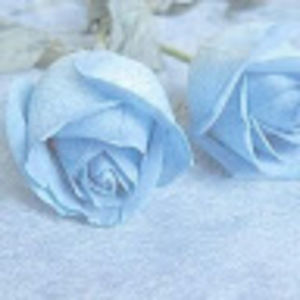 Meet your Posher, Ellie